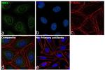 YBX1 Antibody in Immunocytochemistry (ICC/IF)