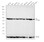 PDI Antibody in Western Blot (WB)