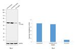 PDI Antibody in Western Blot (WB)