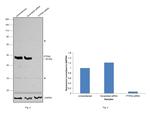 PTPN2 Antibody in Western Blot (WB)