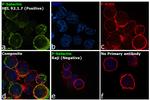 P-Selectin Antibody in Immunocytochemistry (ICC/IF)