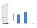 SET Antibody in Western Blot (WB)