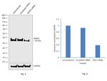 SRSF2 Antibody in Western Blot (WB)