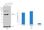 MCT1 Antibody in Western Blot (WB)