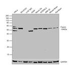 Fascin Antibody in Western Blot (WB)