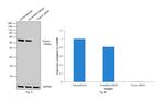 Fascin Antibody in Western Blot (WB)