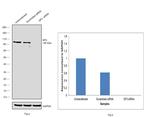 SP3 Antibody in Western Blot (WB)