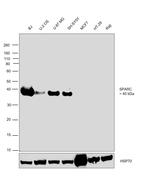 SPARC Antibody in Western Blot (WB)