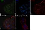 UBC9 Antibody in Immunocytochemistry (ICC/IF)