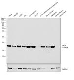 UBC9 Antibody in Western Blot (WB)