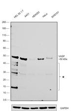 VASP Antibody in Western Blot (WB)