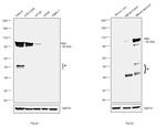 Villin Antibody in Western Blot (WB)