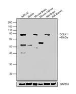 DCLK1 Antibody in Western Blot (WB)