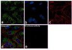 TOMM20 Antibody in Immunocytochemistry (ICC/IF)