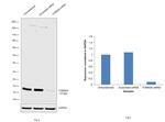 TOMM20 Antibody in Western Blot (WB)