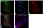 Optineurin Antibody in Immunocytochemistry (ICC/IF)