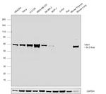 YAP1 Antibody