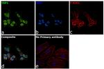 YAP1 Antibody in Immunocytochemistry (ICC/IF)