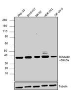 TOMM40 Antibody in Western Blot (WB)