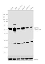 HEXIM1 Antibody