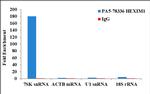 HEXIM1 Antibody in RNA Immunoprecipitation (RIP)