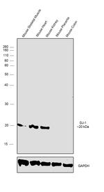 DJ-1 Antibody in Western Blot (WB)