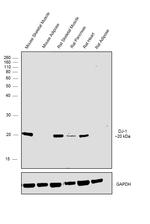 DJ-1 Antibody