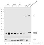 GABARAP Antibody