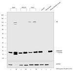 GABARAP Antibody in Western Blot (WB)