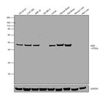 NSE Antibody in Western Blot (WB)