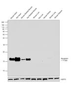 Myoglobin Antibody in Western Blot (WB)