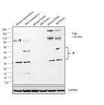 TrkB Antibody in Western Blot (WB)