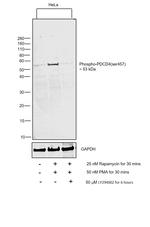 Phospho-PDCD4 (Ser457) Antibody in Western Blot (WB)