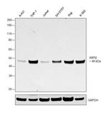 WIPI2 Antibody in Western Blot (WB)