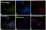 LAT Antibody