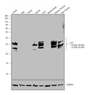 LAT Antibody in Western Blot (WB)