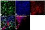 TIF1 gamma Antibody in Immunocytochemistry (ICC/IF)