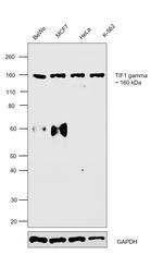 TIF1 gamma Antibody in Western Blot (WB)