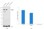 TIF1 gamma Antibody