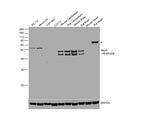 NeuN Antibody in Western Blot (WB)