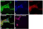 SAP102 Antibody in Immunocytochemistry (ICC/IF)