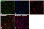 DGCR8 Antibody in Immunocytochemistry (ICC/IF)