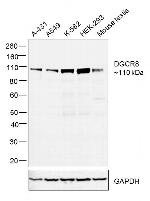 DGCR8 Antibody in Western Blot (WB)