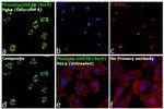 Phospho-GSK3B (Ser9) Antibody in Immunocytochemistry (ICC/IF)