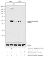 Phospho-GSK3B (Ser9) Antibody in Western Blot (WB)