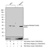 Phospho-PRAS40 (Ser183) Antibody in Western Blot (WB)