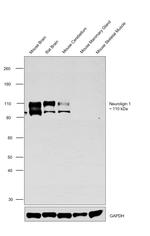 NLGN1 Antibody in Western Blot (WB)