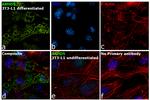 ABHD5 Antibody in Immunocytochemistry (ICC/IF)