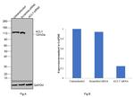 ATP Citrate Lyase Antibody