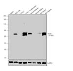 ACSL1 Antibody